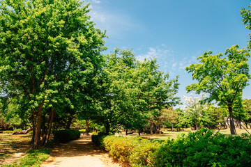 Green forest at Royal Tomb of King Suro in Gimhae, Korea