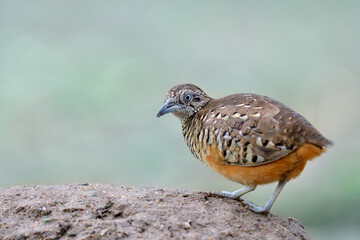 Barred Buttonquail, lovely tailless camouflage brown bird perching on sand dumes with wonder face