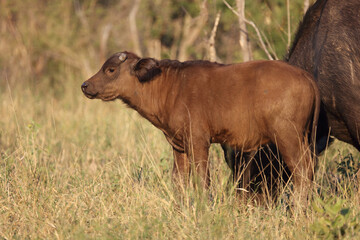 Kaffernbüffel / African buffalo / Syncerus caffer.