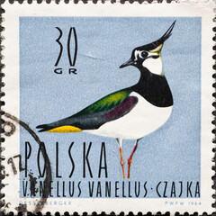 POLAND-CIRCA 1964 : A post stamp printed in Poland showing a portrait of a water bird: Vanellus...