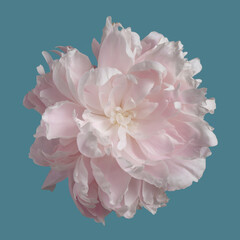 Gently pink peony flower isolated on a blue background.