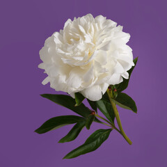 White delicate peony flower isolated on purple background.