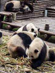 Naklejka premium Pandas from the Chengdu Research Base of Giant Panda Breeding