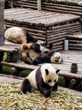 Pandas From The Chengdu Research Base Of Giant Panda Breeding