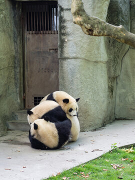 Pandas From The Chengdu Research Base Of Giant Panda Breeding