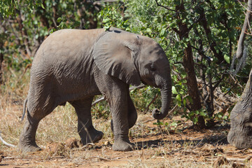 Afrikanischer Elefant / African elephant / Loxodonta africana...
