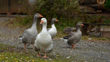 gänse auf einer dorfstrasse © lotharnahler