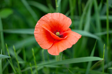 poppy flower with blurred background