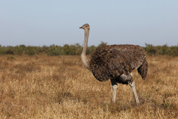 Strauß / Ostrich / Struthio camelus