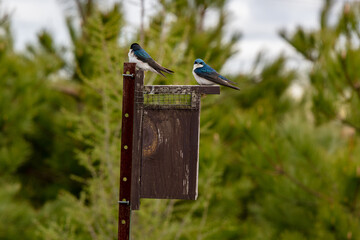 2 Hirondelles bicolore perchées sur un nichoir  © lucas