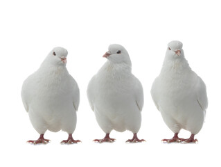 three white doves isolated on white background