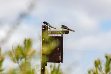 2 Hirondelles bicolore perchées sur un nichoir  © lucas