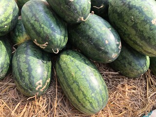Pile of Torpedo watermelon after harvest .It easy to find in any open air market or at any fruit cart on the street in Thailand.Torpedo is large oval shape, crisp flesh and fewer seeds
