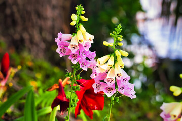 A close up of beautiful colorful foxglove flowers in a garden. © Joe