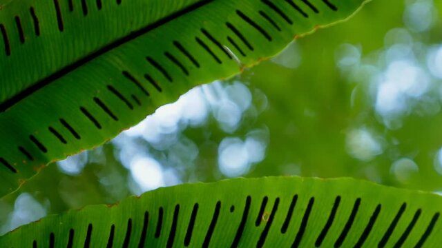 extreme close-up, detailed. bird's nest fern spores