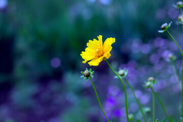 yellow flower in the garden