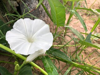White morning glory flower blossom in rice field in summer. Thai morning glory is rich vitamin A and herb plant. Copy space on right side.