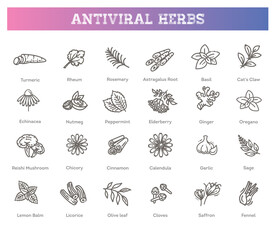 Set of antiviral herbs. Healthy lifestyle. Vector collection