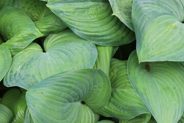 Obraz premium Green Leaves 