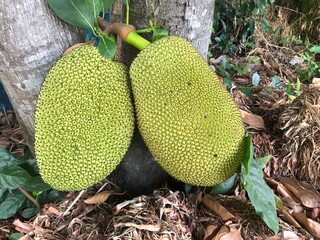 Big green Jackfruits hanging on tree. Jackfruit is most one of tropical fruits in Thailand. Good smell and sweet tasty fruit.
