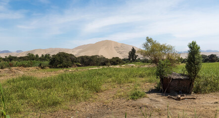 Vegetation in a small coastal valley in Peru..The desert is crossed by small rivers that carry water from the Andes to the Pacific Ocean