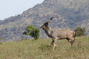 Großer Kudu / Greater kudu / Tragelaphus strepsiceros..