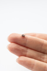 Infected female deer tick on  human hand skin.  . Parasitic mite. Acarus. Dangerous biting insect on  vertical background with Copy space  . Disgusting carrier of infections. Tick-borne diseases.