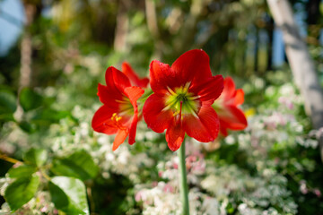Closed up ,a red lily flower that blooms with 5 interconnected petals. By the background image is blurred.