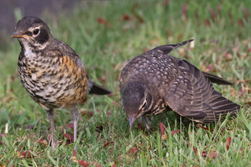Robin mother trying to feed three almost full grown fledged chicks in back yard in evening light in spring