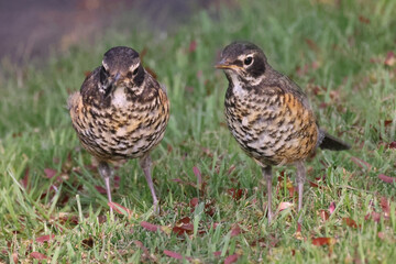 Robin mother trying to feed three almost full grown fledged chicks in back yard in evening light in spring