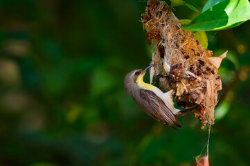 Olive-backed sunbird, Yellow-​bellied sunbird, Cinnyris jugularis