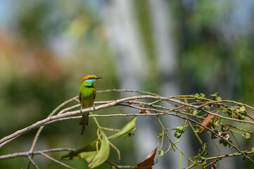 Green Bee-Eater, Little Green bee-eater, Merops Orientalis
