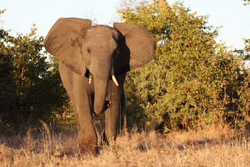 Afrikanischer Elefant / African elephant / Loxodonta africana