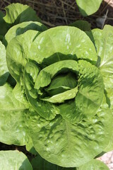 lettuce leaves