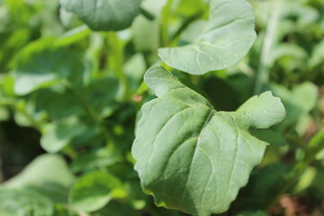 close up of leaves