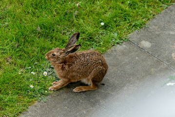 Rabbit in the garden