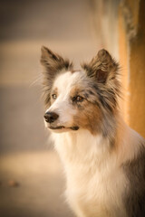 Dog border collie is standing on street. Nice dog in the city center.