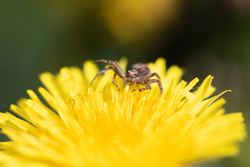 A small frightened spider sits on a dandelion flower, close-up.