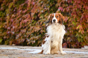 kooikerhondje is sitting in flowers. He is so cute dog.