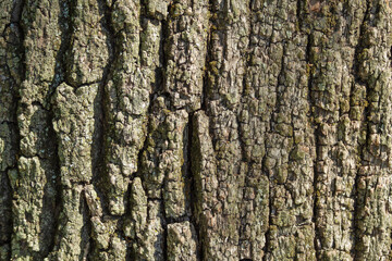 A close-up of the black, rough, outer bark of a southern oak tree. Textured surface. Texture, background.