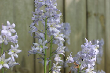 flowers on a wooden background
