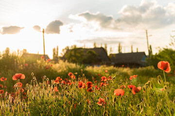 Beautiful red poppies in defocus on a beautiful summer green field