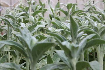 field in the morning