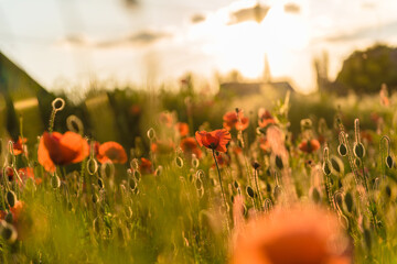 Beautiful red poppies in defocus on a beautiful summer green field