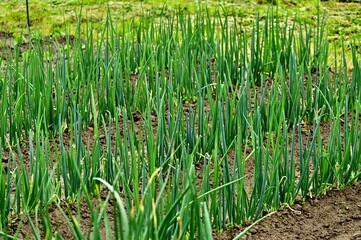 Obraz premium grass in spring