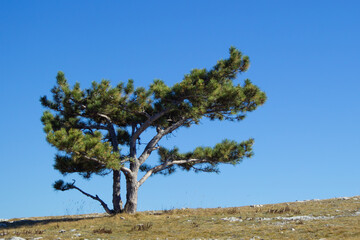 An image of a lonely, evergreen pine tree on a flat mountainside and a blue sky. Southern, coniferous, spreading tree without forest.