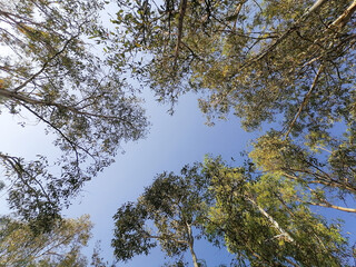 Árboles verdes perspectiva inferior con cielo azul. Ángulo inclinado. 