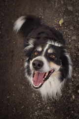 Autumn portrait of border collie on road. He is so cute in with this face. He has so lovely face.