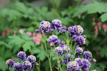 Purple Flowers