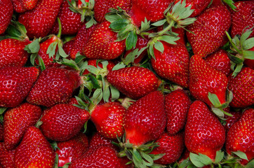 Ripe ground strawberries, close-up, large victoria berries